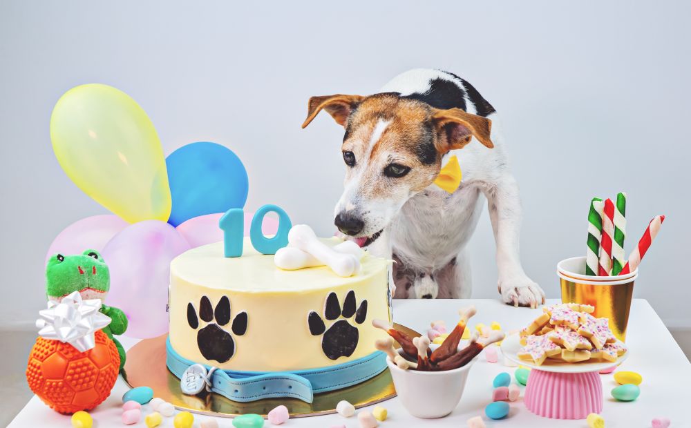 Hund feiert zehnten Geburtstag