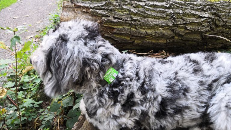 Hund Fiete auf Baumstamm mit grünem Dogtap