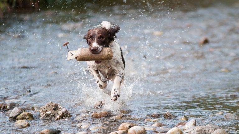 How much exercise does my dog need?