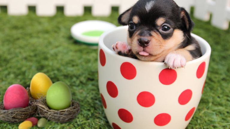 Easter time with your dog