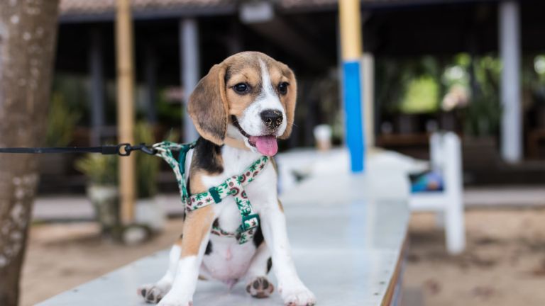 Den Hund an die Leine gewöhnen