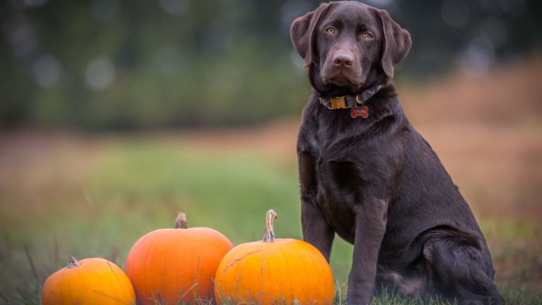 Halloween mit Hund