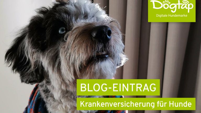 Hund schaut zu Herrchen